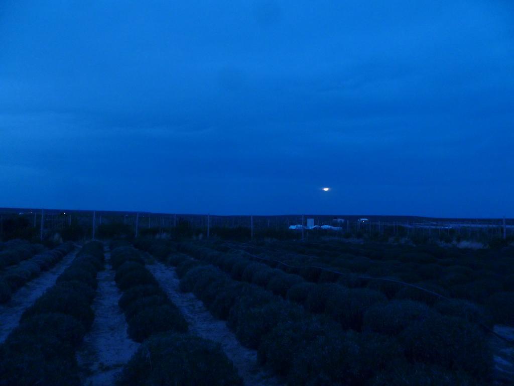 La Calandria Casa De Campo Villa Puerto Madryn Eksteriør billede